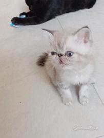 exotic shorthair maschio 