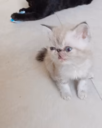 exotic shorthair maschio 