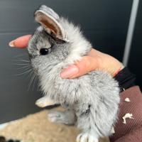 Conigli coniglietti nani