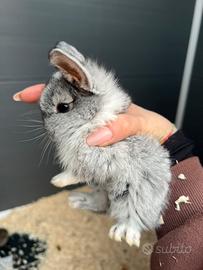 Conigli coniglietti nani