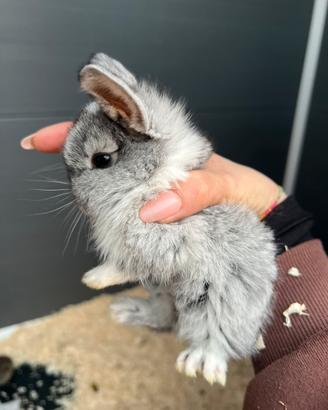 Conigli coniglietti nani