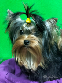 Yorksheire terrier toy femminuccia