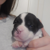 American bully