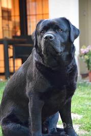 Labrador Nero per accoppiamento