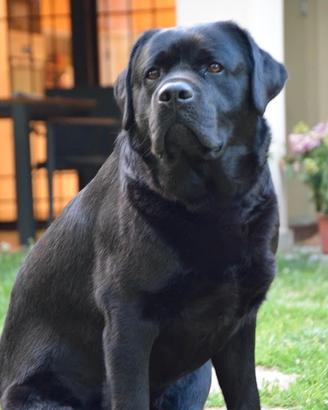Labrador Nero per accoppiamento