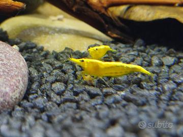 Caridine yellow neon