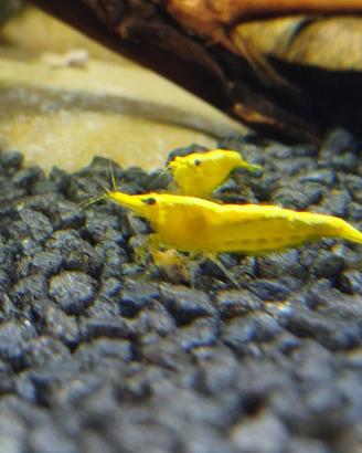 Caridine yellow neon