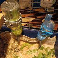 Criceti cavia peruviana dorato e bianco e nero