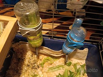 Criceti cavia peruviana dorato e bianco e nero