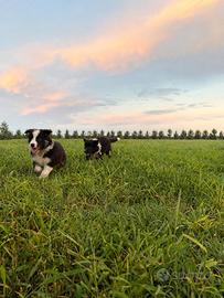 Cuccioli border collie