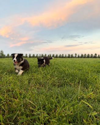 Cuccioli border collie