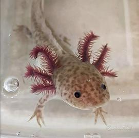 Axolotl baby