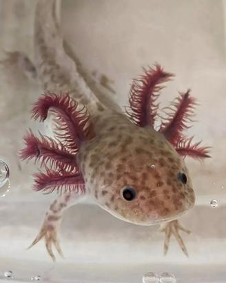 Axolotl baby