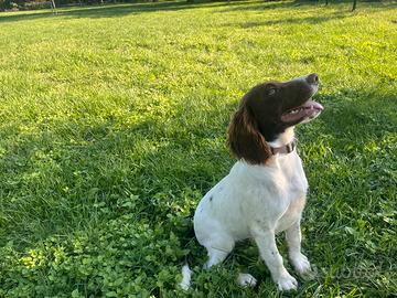 Springer Spaniel Inglese PEDIGREE ENCI