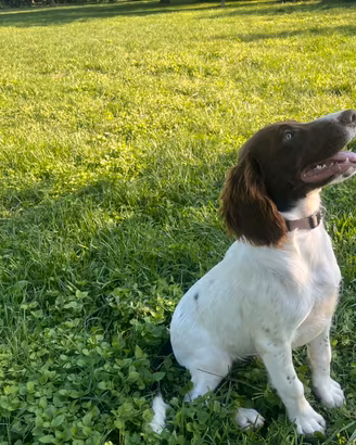 Springer Spaniel Inglese PEDIGREE ENCI