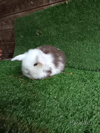 Ariete nano mini lop