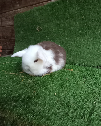 Ariete nano mini lop