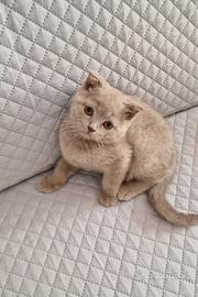 Scottish fold e straight