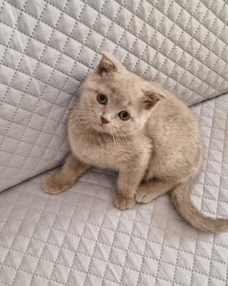 Scottish fold e straight