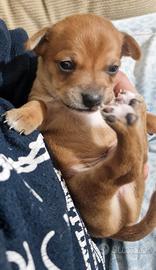 Cucciolo di pincher maschio