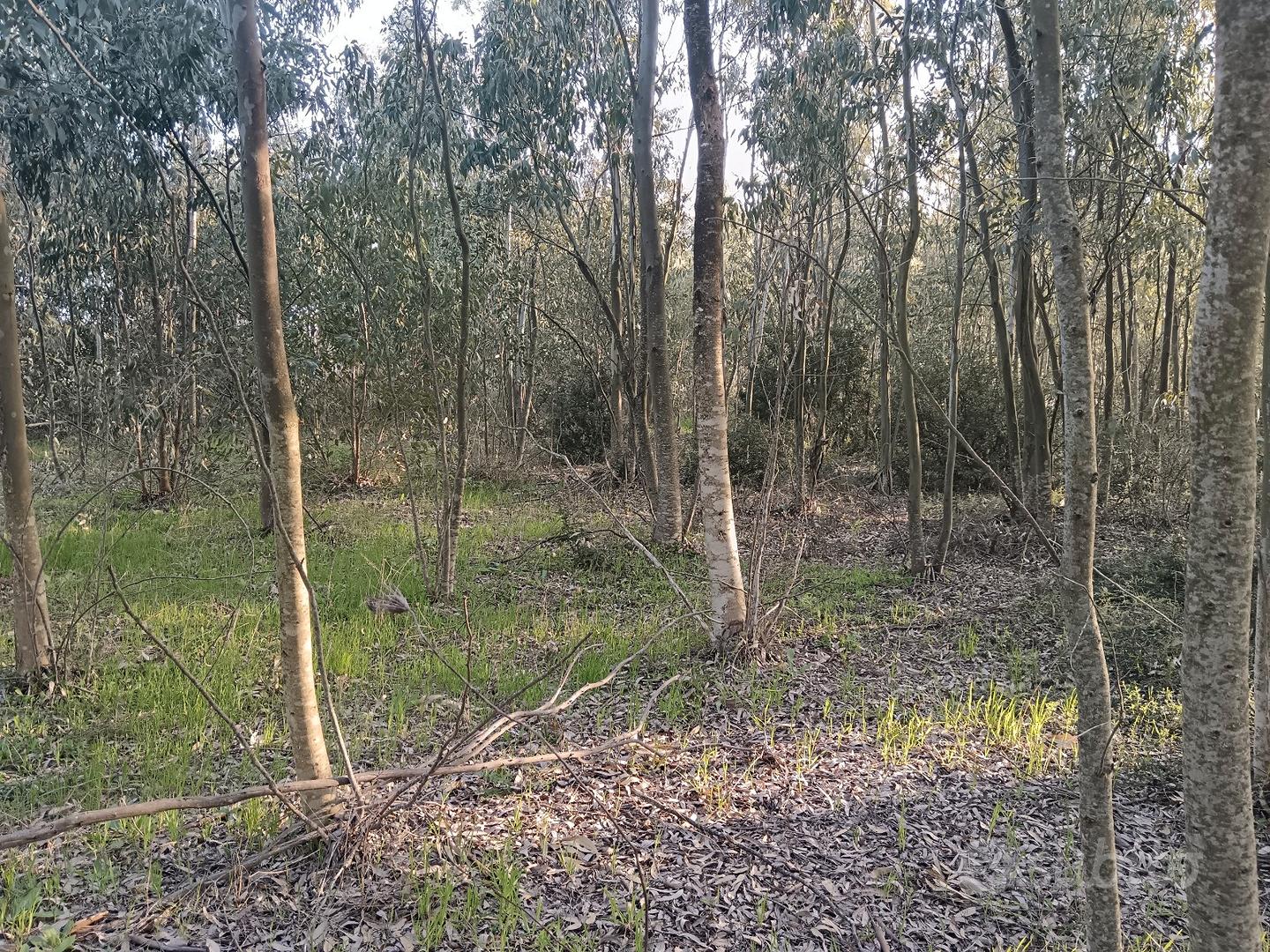 Terreno di Eucaliptus - Vista 3