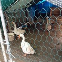 Vendita di 4 oche ben tenute