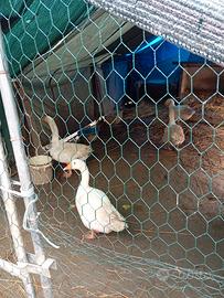 Vendita di 4 oche ben tenute