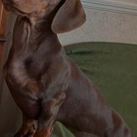 Disponibile per Monta- Bassotto Tedesco maschio