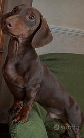 Disponibile per Monta- Bassotto Tedesco maschio