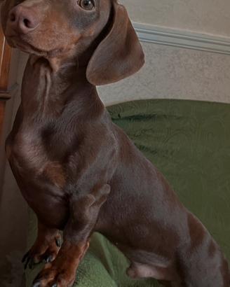 Disponibile per Monta- Bassotto Tedesco maschio