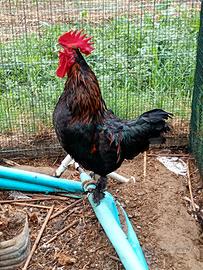 Gallo con le zampe piumate