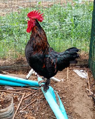 Gallo con le zampe piumate