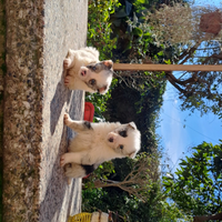 Cuccioli di border colli