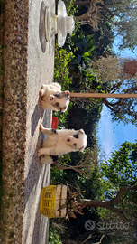 Cuccioli di border colli