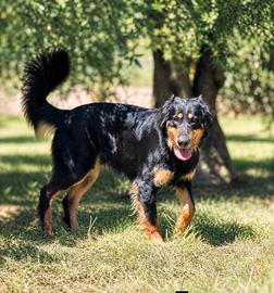 Cane nero in adozione