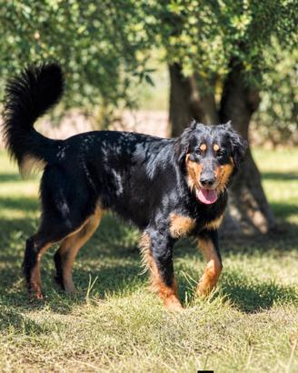 Cane nero in adozione