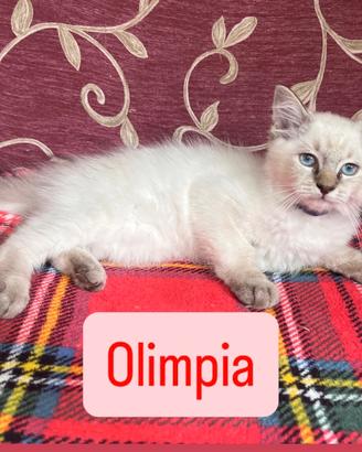 Due Principesse cucciole di Ragdoll