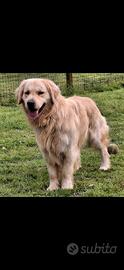 Golden Retriever disponibile accoppiamento monta