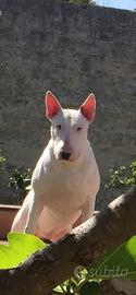 Bull terrier per monta