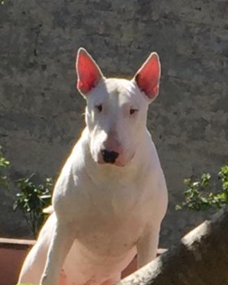 Bull terrier per monta