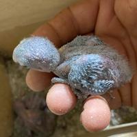 Disponibili Pulli inseparabile