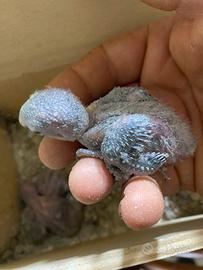 Disponibili Pulli inseparabile