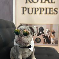 Cuccioli di bulldog M subito disponibile