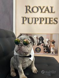 Cuccioli di bulldog M subito disponibile