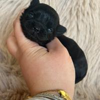 Chihuahua nera total Black