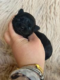 Chihuahua nera total Black