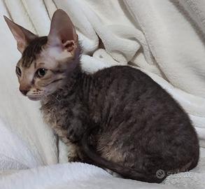 Gattini don sphynx e incroci