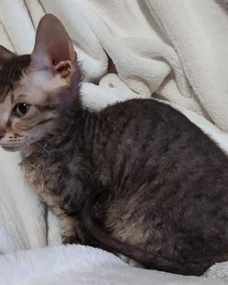 Gattini don sphynx e incroci