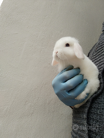 Coniglio nano ariete mini lop