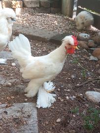 Coppia di galli ornamental di gallina calzata nana